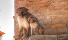 生肖兔今天的运气（63年属兔今日财运）