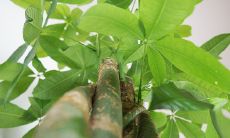 养招财树有什么好处（招财树的作用）