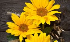 属狗人买房子的吉利楼层（1982年属狗买几层楼最好吉利）