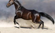 属马人怎样才能遇事逢凶化吉（属马是哪一年）