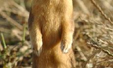 看到黄大仙过马路（白天看见黄大仙过路）