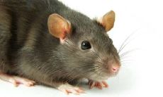 孕妇梦见好多老鼠满地跑是什么意思（孕妇梦到一堆老鼠是什么意思）