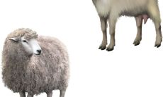 属羊的男孩命好不好（男孩属羊的人命不好吗）