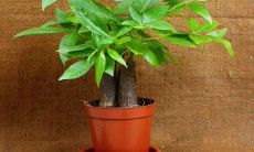 家里的招财树放什么位置好呢（招财树放客厅什么位置）