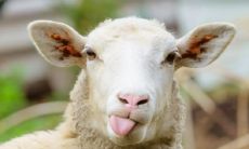 属羊的二月份是什么命（二月二十七属羊什么命）