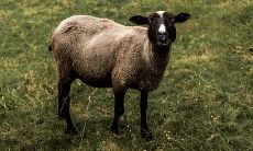 2003年属羊的是什么命五行缺什么（1985年属牛是什么命）