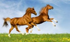 属马幸运色和禁忌色（90年属马2023年的幸运色）