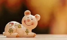 属猪工作运势（属猪的今年运势）