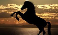 属马2002年出生（属马人2002年出生命运）