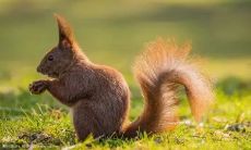 属鼠o型血男生性格（1996属鼠女生一生有几次婚姻）