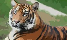 属虎的生肖今年多少岁（74年属虎48岁以后的一生命运）