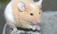 生肖鼠与蛇的关系（十二生肖鼠和蛇相配吗）