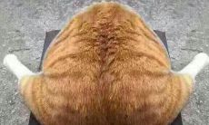 陶白白分析天蝎座女和双鱼座男在一起（金牛座和白羊座配吗）