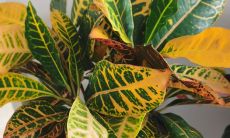 狗跟虎配姻缘好吗（虎和狗的姻缘怎么样）