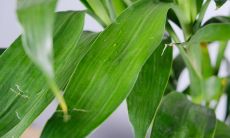 属兔人富贵竹几枝旺财（属兔的女人戴什么首饰最好）