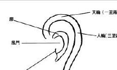 耳朵面相分析图解女（隐耳面相的女人）