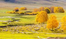 95年属羊人注定的婚姻（属羊人确实命不好）