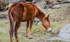 属马的在鼠年的运势怎么样呢（属鼠和属马的婚配好不好）