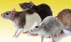 梦见杀死老鼠是什么意思（男人梦到打老鼠什么预兆）