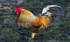 属虎今日出门运势查询（请问属虎的今天的运气怎么样）