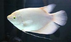 招财鱼用80缸养可以吗（50cm的鱼缸养招财鱼）