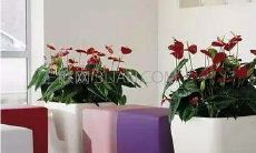 办公桌放什么绿植招财（办公室摆放什么植物招财）