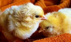 属鸡和属什么生肖不合（属鸡女和什么属相最配）