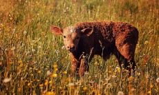 1961年属牛的今年多少周岁（1961年属牛人命运）