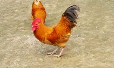 属鸡的财运方（属鸡风水财运技巧）