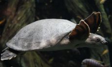 招财龟是什么颜色（招财龟的寓意是什么）