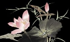 转运珠指什么样的女人（什么样的人要佩戴转运珠）