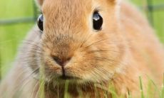 生肖属兔的贵人有哪些（属马的六个合贵人）