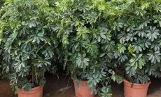 客厅摆什么干花好看又旺财（客厅用什么干花装饰旺财）