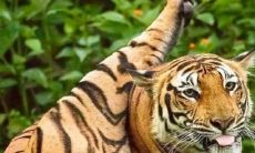 十二生肖虎为什么排第三（老虎为什么排在十二生肖中的第三名）