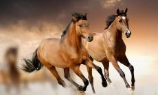 属马的有多少年的（属马的分别是多少年的）