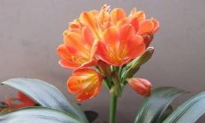 哪种花是招财的（象征好运招财的花是哪些）