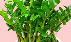 招财的物件确实招财吗（镇宅招财旺人的植物）