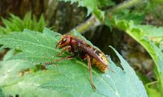 神像开光为什么要放虎头蜂（神像开光用品）