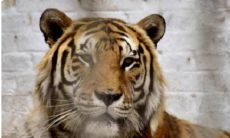 2023本命年出生年份（属马出生年份）