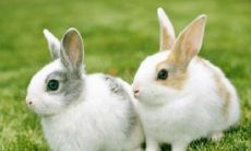 1951年的生肖属什么（1952年属龙女人的寿命长吗）