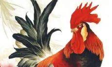 2023年1993年属鸡人的全年运势（93年属鸡晚婚是多晚）