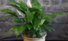 招财聚气是什么意思（镇宅招财旺人的植物）