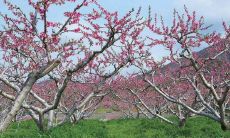 家里栽种什么树财运最好（什么木头招财运旺事业）