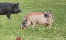 95年属猪的农历几月生最好姻缘（95年属猪几月命不好）