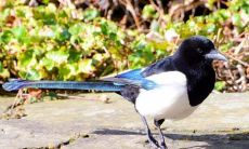 辰时鹊噪测吉凶（鸟叫时间测吉凶）