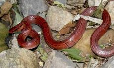 梦见蛇在自己床上是什么预兆（梦见蛇在床上自己害怕）