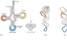 信使转运核糖体（属羊几月份结婚）