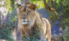 伤害了狮子座男生怎么挽回（让狮子座失望后还能挽回吗）