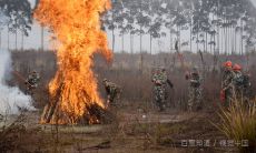 乙巳日柱念鲜命理（经典命理乙巳日柱）