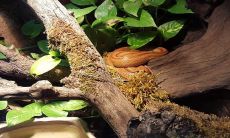 梦见蛇咬人被别人打死（梦见蛇咬人被打死是什么意思）